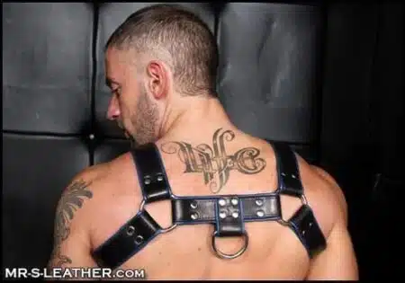 Mr. S Leather Bulldog Harness Piped Black Small / Medium