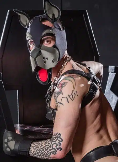 Mr. S Neoprene WOOF! Head Harness Grey