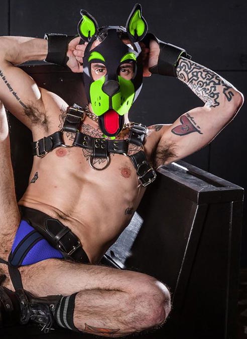 Mr. S Neoprene WOOF! Head Harness Lime
