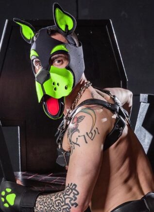 Mr. S Neoprene WOOF! Head Harness Lime