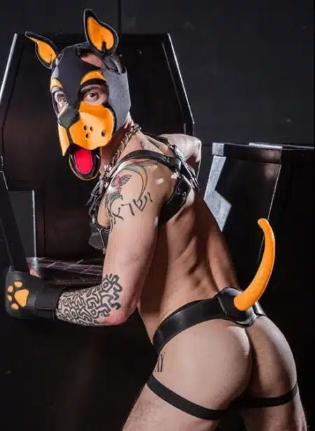 Mr. S Neoprene WOOF! Head Harness Orange