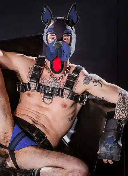 Mr. S Neoprene WOOF! Head Harness Navy
