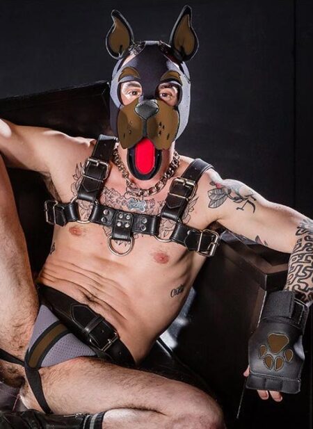 Mr. S Neoprene WOOF! Head Harness Brown