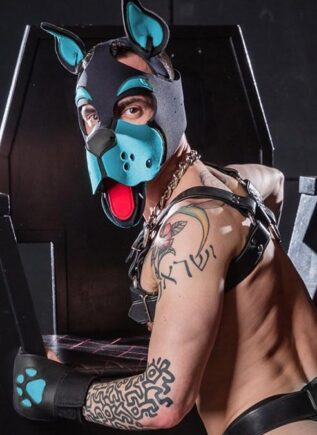 Mr. S Neoprene WOOF! Head Harness Aqua