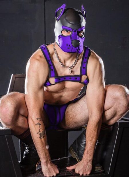 Mr. S Neo K9 Hood Purple Medium