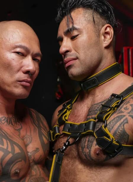 Mr. S Leather Hardline Collar Yellow