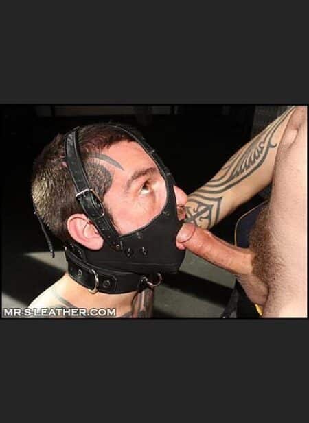 Mr. S Leather Bishop Head Harness