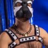 Mr. S Neoprene Bold Color Bulldog Harness (14 colors)