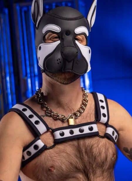 Mr. S Neoprene Bold Color Bulldog Harness (14 colors)