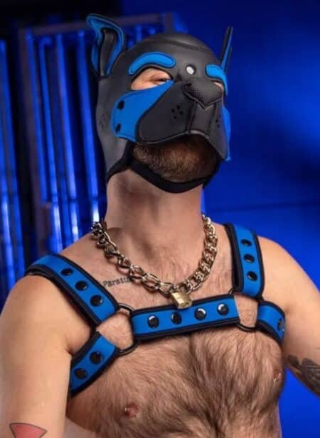 Mr. S Neoprene Bold Color Bulldog Harness (14 colors)