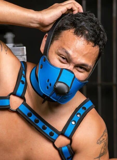 Mr. S Neo Face Muzzle Head Harness