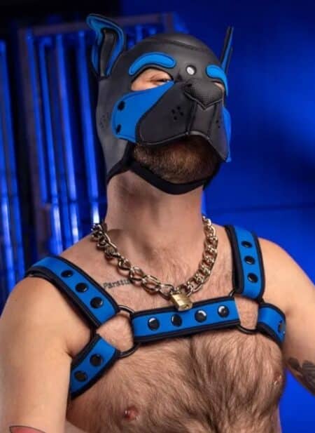 Mr. S Neoprene Bold Color Bulldog Harness (12 Colors)