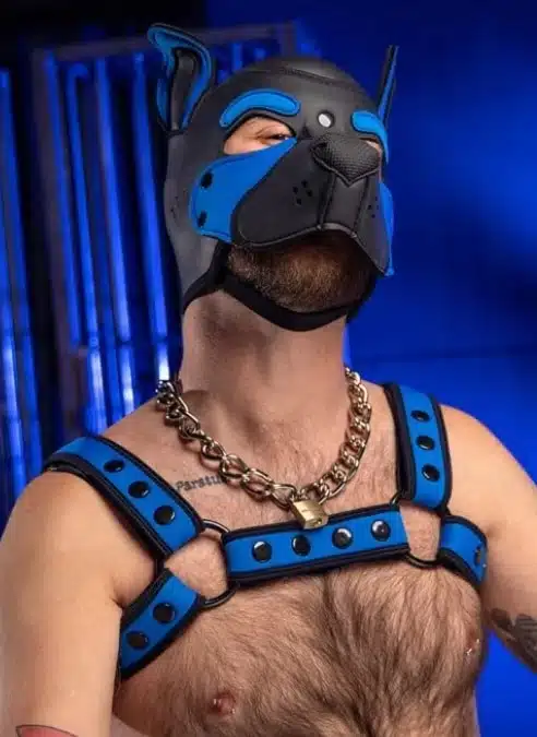 Mr. S Neoprene Bold Color Bulldog Harness (12 Colors)