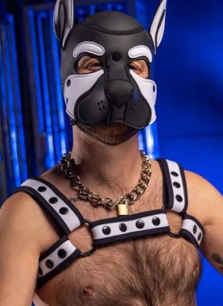 Mr. S Neoprene Bold Color Bulldog Harness (12 Colors)