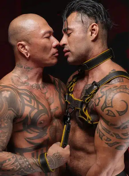 Mr. S Leather Hardline Collar Yellow