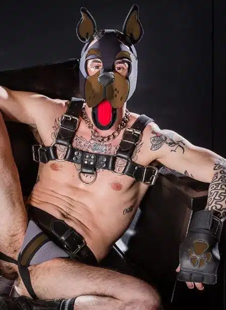 Mr. S Neoprene WOOF! Head Harness Brown