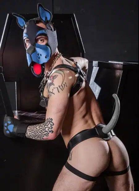 Mr. S Neoprene WOOF! Head Harness Cobalt blue