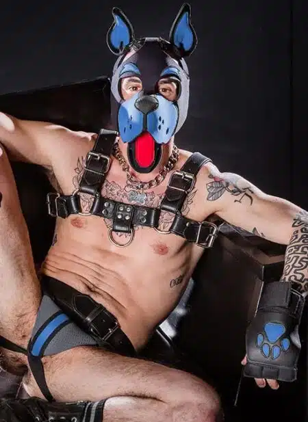 Mr. S Neoprene WOOF! Head Harness Cobalt blue