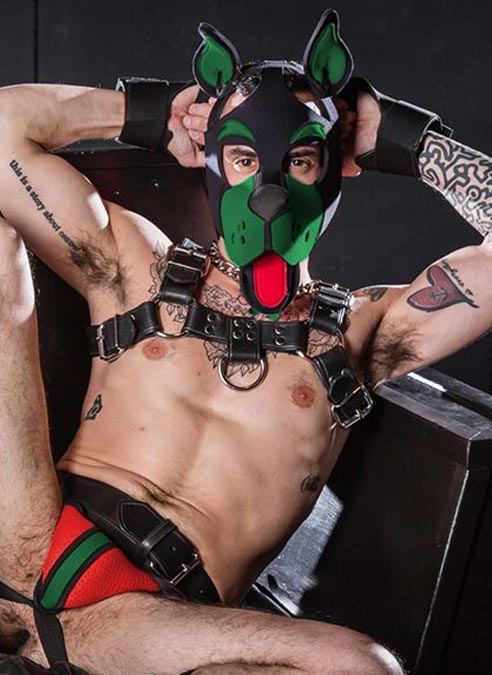 Mr. S Neoprene WOOF! Head Harness Hunter
