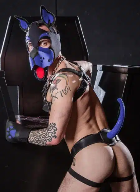 Mr. S Neoprene WOOF! Head Harness Royal blue