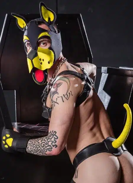 Mr. S Neoprene WOOF! Head Harness Yellow