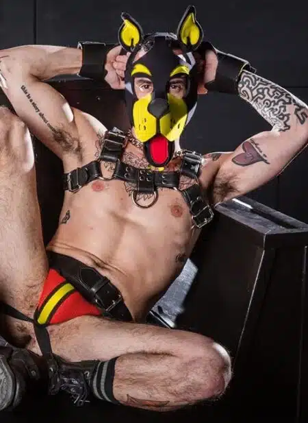 Mr. S Neoprene WOOF! Head Harness Yellow