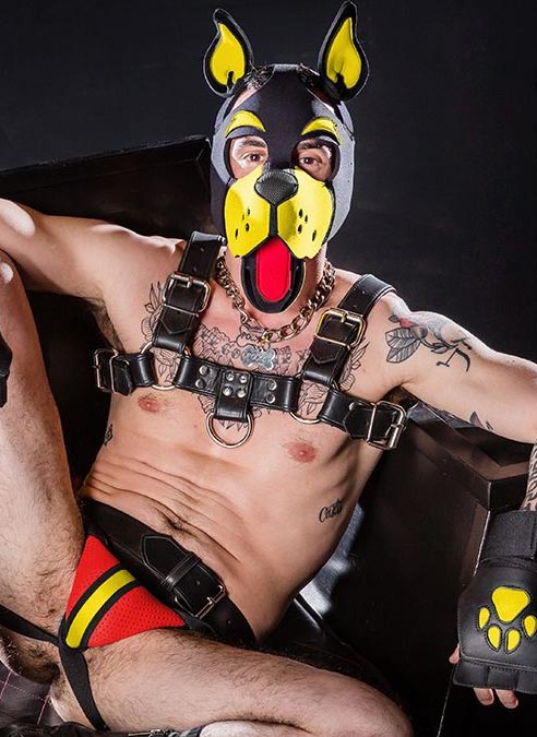 Mr. S Neoprene WOOF! Head Harness Yellow
