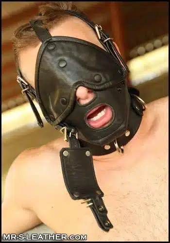 Mr. S Leather Bishop Head Harness
