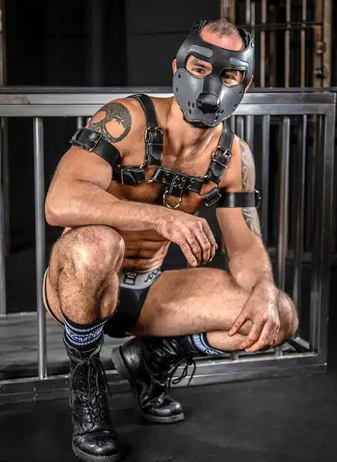 Mr. S Leather Bone Hound Puppy Muzzle Grey
